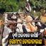 The Independence:Cow-Slaughtering-Beef-Smuggling-in-Odisha-High